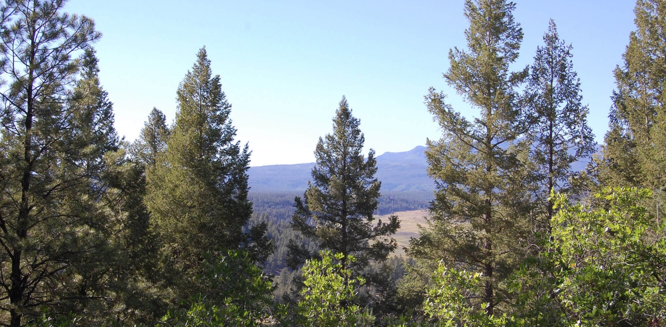 Forest Bathing at The Springs Resort