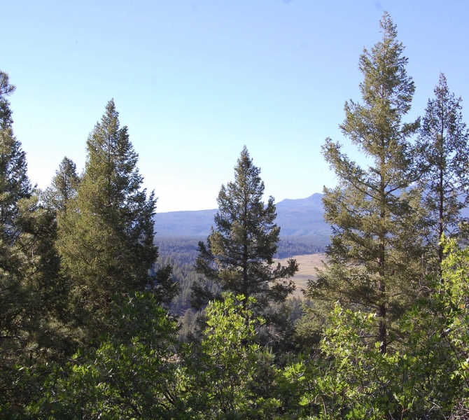 Forest Bathing at The Springs Resort